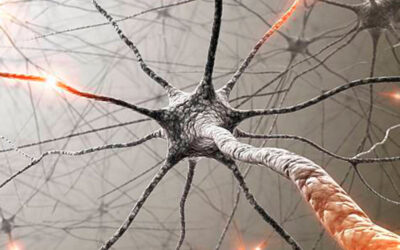 El cerebro, última frontera
